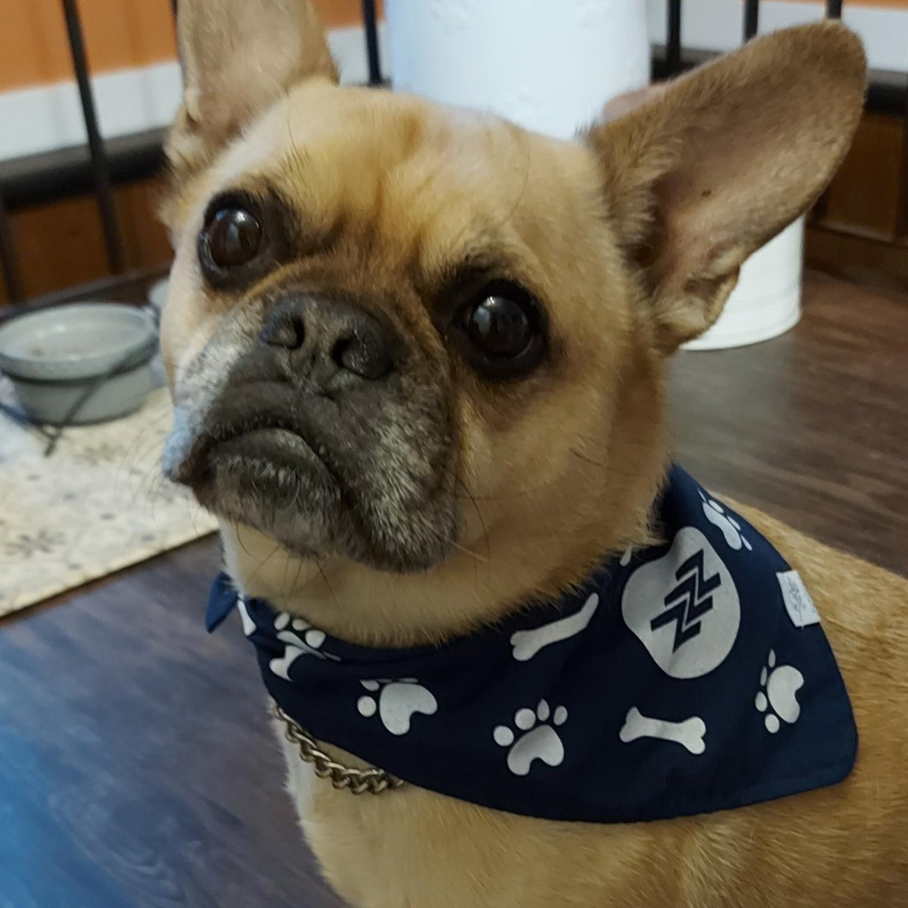 Pet Bandanas