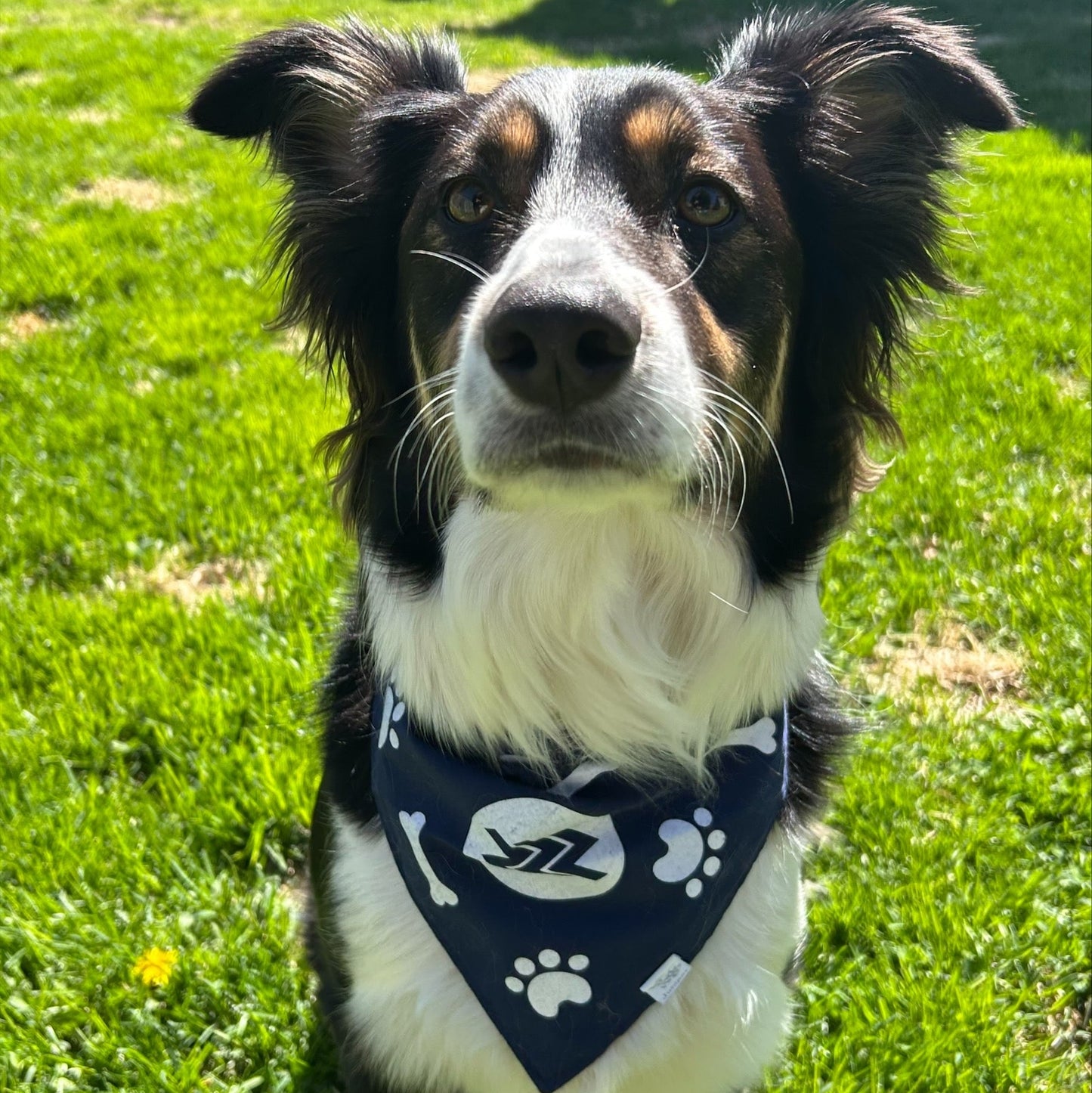 Pet Bandanas