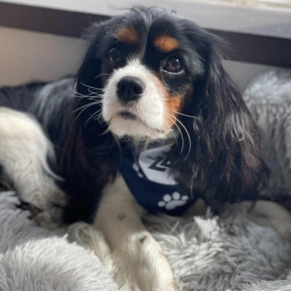 Pet Bandanas