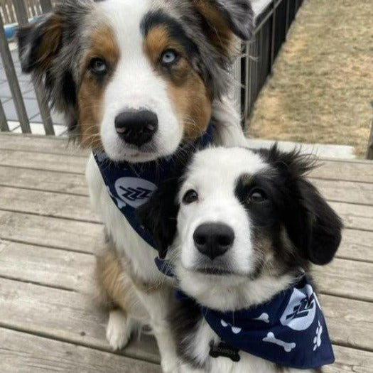 Pet Bandanas