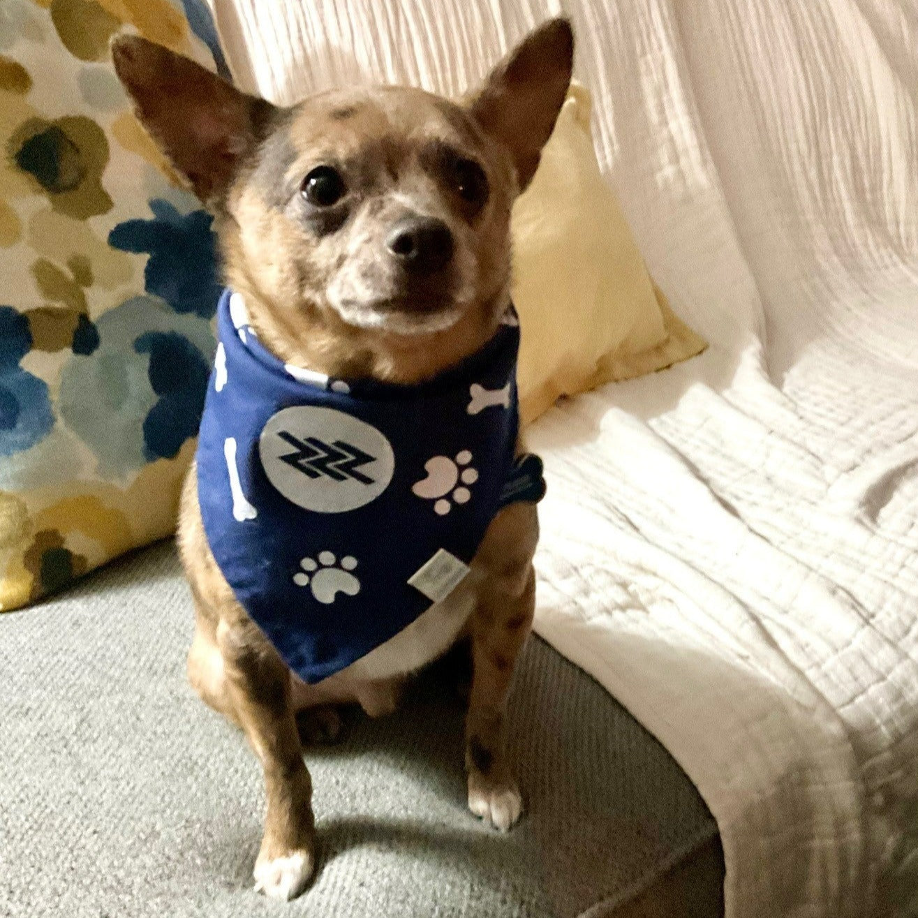 Pet Bandanas